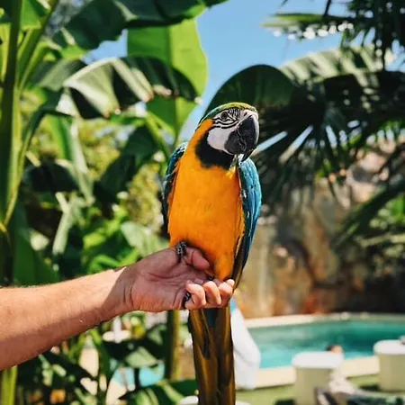 Palmas Garden アパート Rumenka