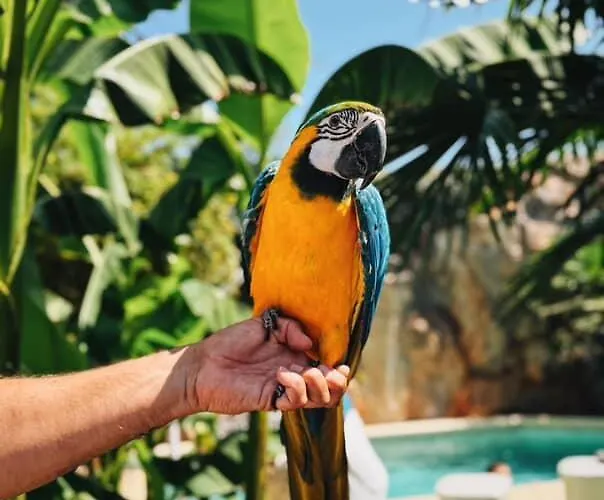 Palmas Garden Apartament Rumenka